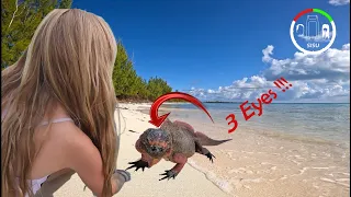 #222 FASCINATING 3-EYED IGUANAS, Stingrays and E-FOIL in the BAHAMAS  | Sailing Sisu Leopard 45 CAT