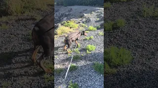 Good morning.. #fyp #dream #vlog #doberman #pets