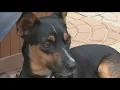 Cheesy Nola Bumbershoot are up for adoption