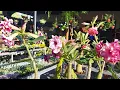 Download Lagu CHEGOU PLANTAS NA FLORICULTURA CELMA DAS FLORES VEM COMIGO CONFERIR 