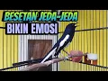 BESETAN KASAR INI BIKIN EMOSI KACER MANAPUN YANG MENDENGARNYA LANGSUNG NYAUT BUNYI