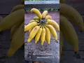 Download Lagu Pisang Rutai  #pisangaroma , #pisangkrispi , #pisang