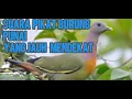 Download Lagu pikat burung punai suara jernih. sudah terbukti ampuh,,