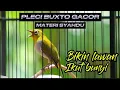 PLECI BUXTO GACOR COCOK BUAT PANCINGAN PLECI BAHAN OMBYOKAN‼️