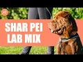 Shar Pei Lab Mix A Great Guard Dog Family Pet