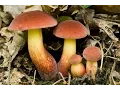 Foraging Boletus sensibilis and Boletus bicolor