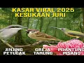 Download Lagu Masteran Viral 2025 ll Jinjing Petulak, Greja Tarung, Pijantung Pisang#KicauMania #masteranburung 