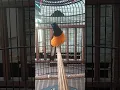 Download Lagu pancingan murai borneo ampuh buat burung macet bunyi.. (2)