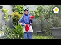 Download Lagu Tari Sapu Tangan Bapucuk Ampat