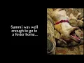Sammi - Surrendered with Skin Issues