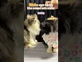 Download Lagu Tips agar kucing bisa sampai pada usia senior dengan makanan berkualitas seperti dengan bite of wild