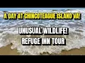 Mini Vacation to Chincoteague Island Virginia