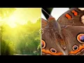JQuery Image Comparison Plugin HTML CSS