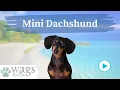 Mini Dachshund Breed Highlights