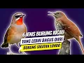 Lagu 6 Jenis burung kicau yang lebih bagus dari burung sikatan londo
