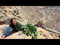 Lagu 🥬🪨 Dangerous Wild Herb Harvesting on Rocky Mountains | Nomad Life Experience 🐏🌿