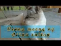 Download Lagu Meong meong cover suling diatonis