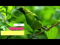 Download Lagu Cucak Hijau isian Pelatuk Bawang Khusus untuk masteran (Original)