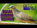 Download Lagu Suara Burung Tekukur | Burung Dekukur | Sound Bird