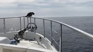 Noeta Cruises La Paz to La Cruz
