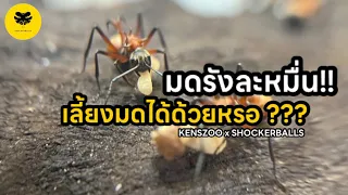 [EP1] เลี้ยงมดได้ด้วยหรอออ??? | Kenszoo X Shockerballs