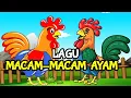 Download Lagu Macam Macam Ayam 🐔 Lagu Anak Anak 🐔 Ayam Berkokok Lucu