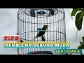 Download Lagu masteran kecial kuning speed pendek