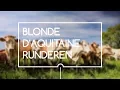 Download Lagu [VERS-VAN-DE-BRON] Blonde d'Aquitaine runderen uit Frankrijk | Bidfood