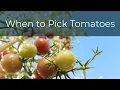 When to Pick Tomatoes Off of The Vine Picking at First Blush Green or Red Gardening Tips