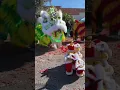 Download Lagu Barongsai kecil, Lion Dance CNY 2024 #liondance