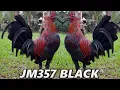 Download Lagu Black Dink Sweater Raptor Yellow Leg Hatch - JM357 FARM