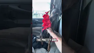#fyp #dream #flower #doberman #pets