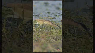 Yellow Bittern Hunting Attempt Yellow Bittern Call হলদ বক ড ক Bittern Sound Shorts Short 