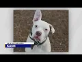 Pets of the Week for February 8 2022