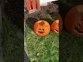 Pumpkin looks like spongebob