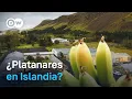¿Platanares en Islandia? Cómo se utiliza la energía volcánica para la agricultura | DW Documental