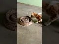 Download Lagu Love is Russell's viper and cat #snakerescue #snakebait #praveenpanchal #shorts
