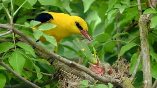Download Nesting birds – Eurasian golden oriole (Oriolus oriolus) MP3