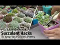 5 EASY Succulent HACKS For A Prettier Healthier Garden