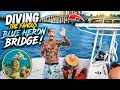 Diving Florida s Famous BLUE HERON BRIDGE