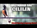 Download Lagu TEMBAKAN MURAI BATU ISIAN CILILIN