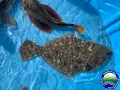 Connecticut Saltwater Pier Fishing Tips