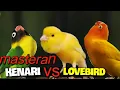 Download Lagu MASTERAN KENARI  VS LOVEBIRD || MASTERAN yang banyak di pakai kicau mania durasi 1 jam