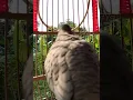 Download Lagu Burung dara lokal mempunyai suara topcer yang jernih untuk umpan yang langsung bereaksi