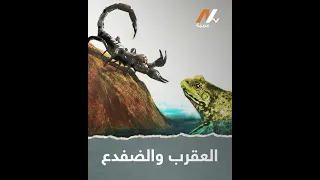 العقرب والضفدع NTV