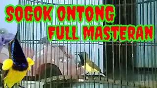 Download Burung Sogok Ontong Full Masteran | Tengkek Udang | Kolibri Wulung (Masteran) MP3