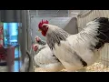 Trio of light Sussex bantams