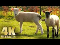 Lagu Relax with the Animals on the Farm - Chickens, Lambs, Roosters - Nature Relaxation Video - No Music