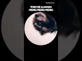 Download Lagu TONO de llamada PEDRO, PEDRO, PEDRO. Ringtone  Raffaella Carrà, Jaxomy, Agatino Romero #ringtone