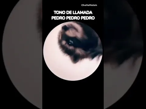 Download MP3 TONO de llamada PEDRO, PEDRO, PEDRO. Ringtone  Raffaella Carrà, Jaxomy, Agatino Romero #ringtone